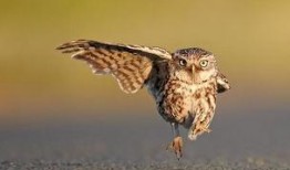 猫头鹰宠物爆料视频大全,揭秘神秘鸟类的日常生活