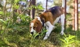 看萌狗最新爆料视频,看萌狗最新爆料视频，萌宠日常曝光